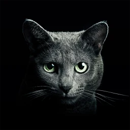 Find a Cat simgesi